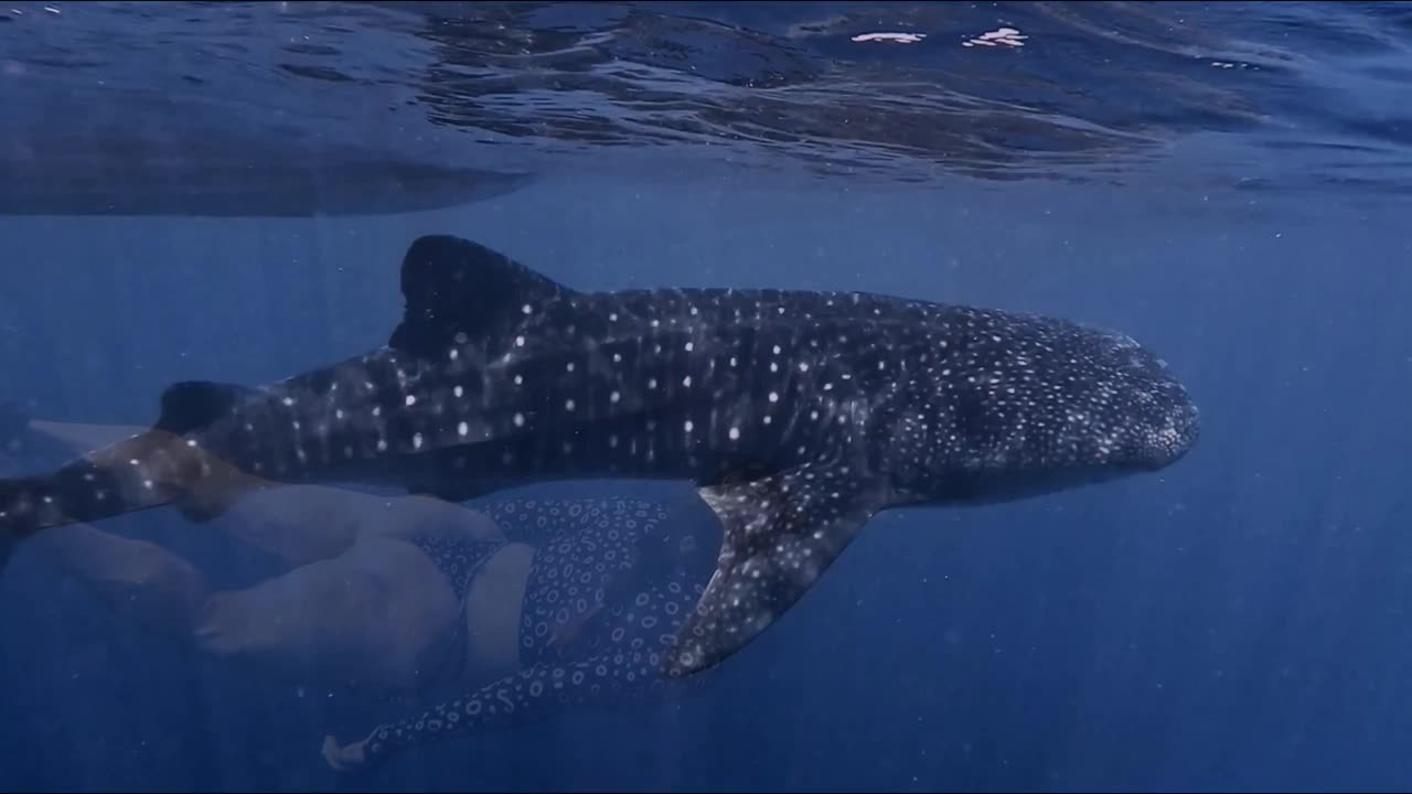 A whale shark swimming beside a snorkeller near Dhiffushi, Maldives