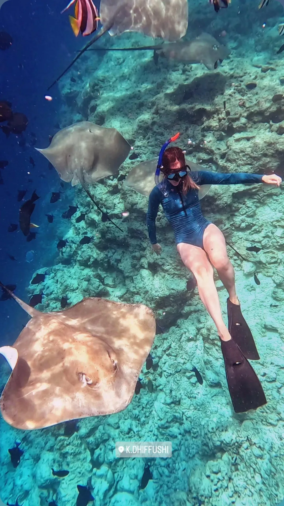Stingrays gliding across the sandy shallows beside a snorkeller near Dhiffushi