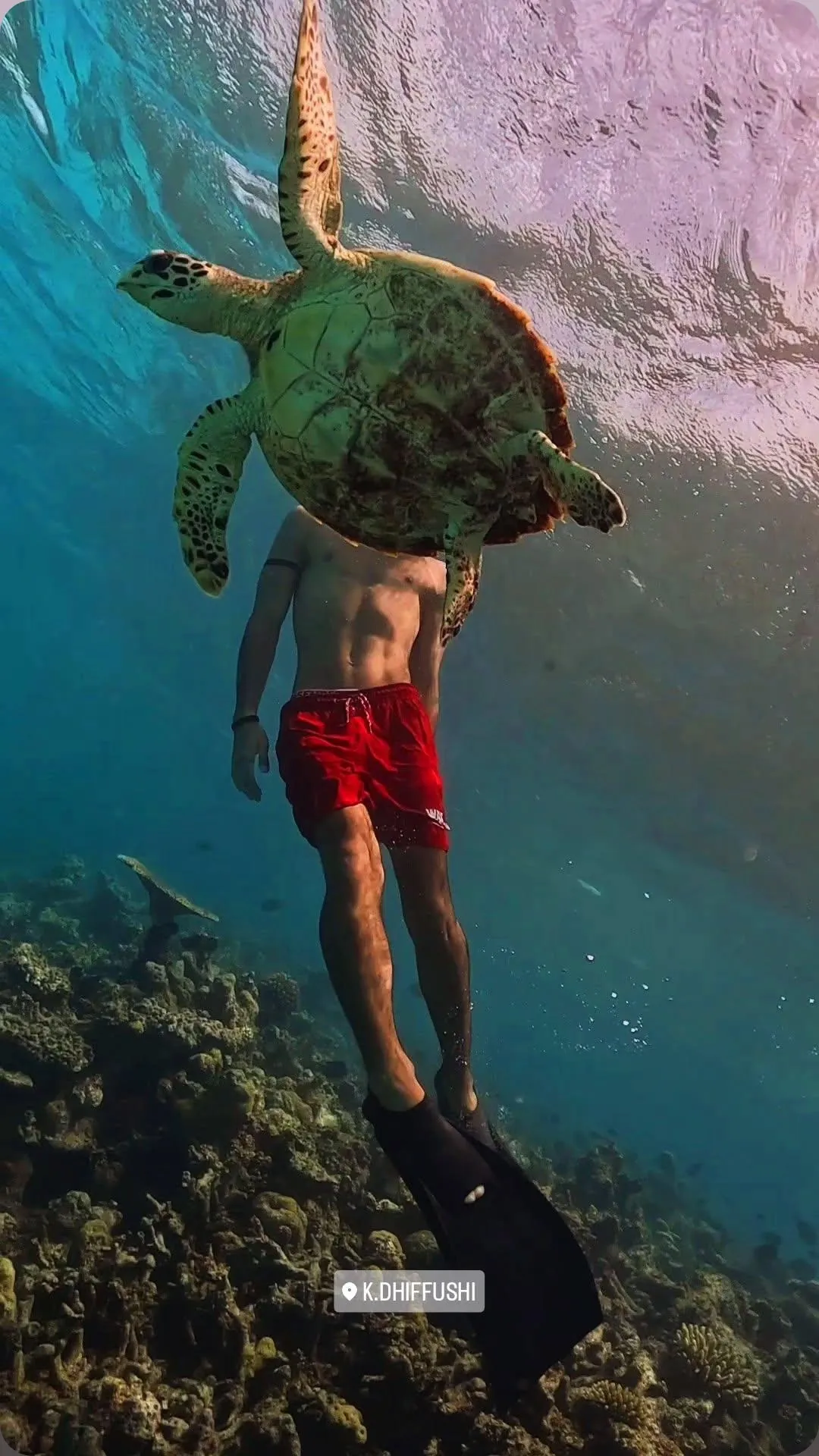 A snorkeller drifting beneath a green sea turtle above the reef off Dhiffushi