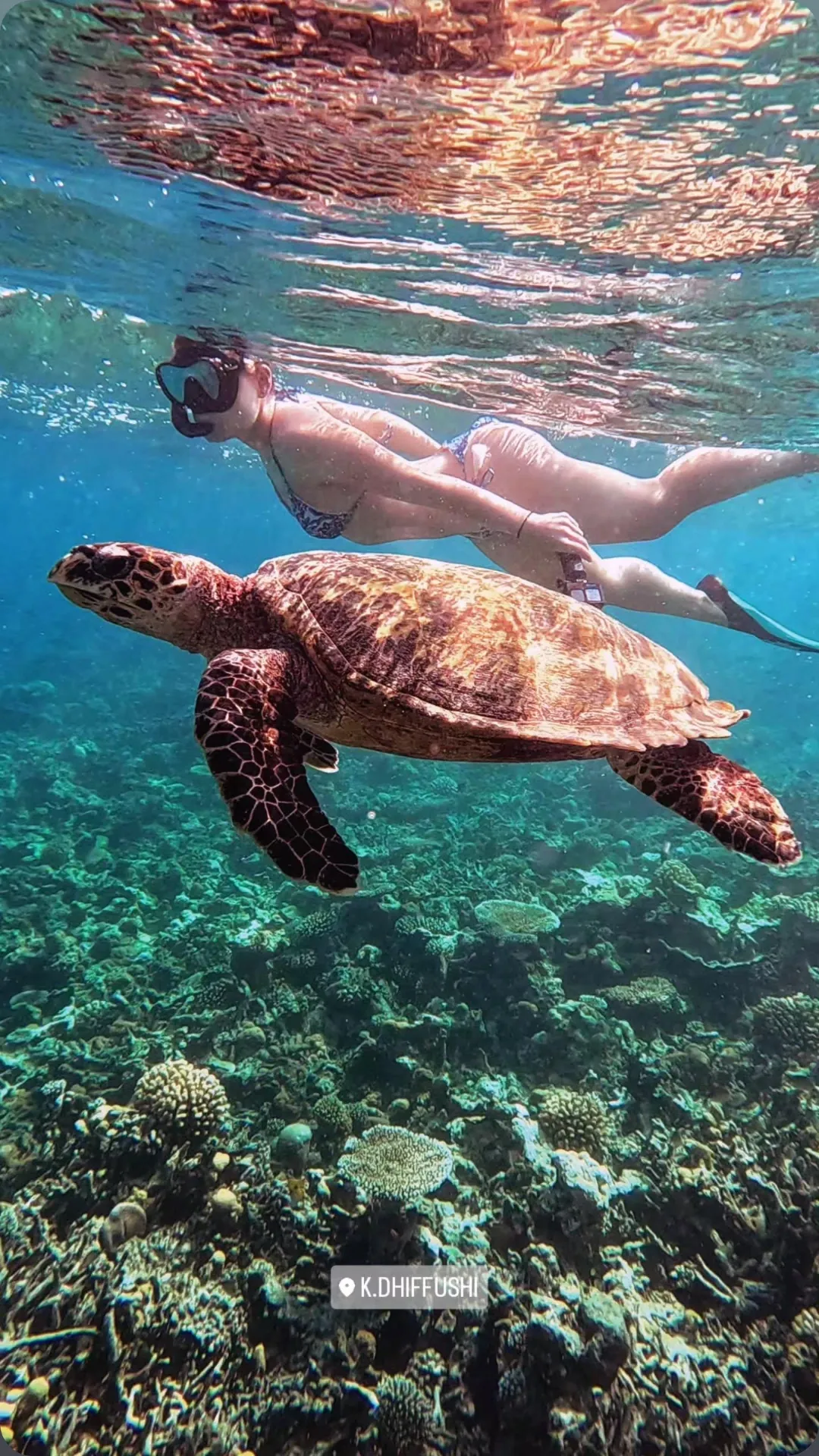 A hawksbill turtle drifting over the coral reef beside a snorkeller off Dhiffushi, Maldives